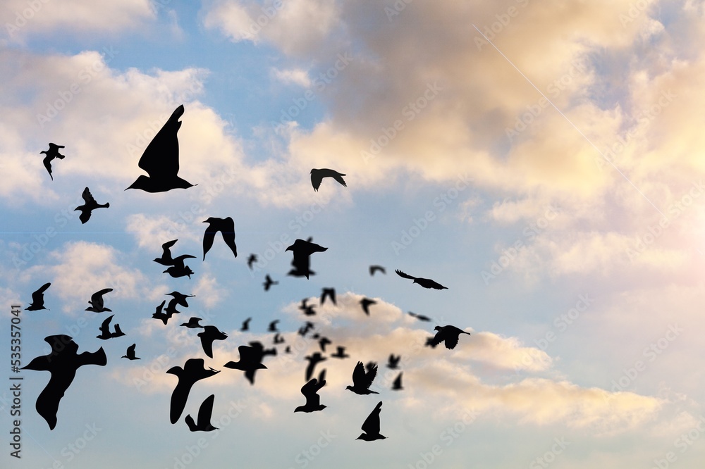 Fototapeta premium Beautiful view of birds flying in the cloudy sky