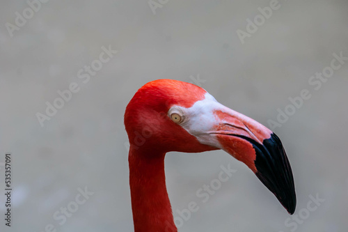 Closeup of a Flamingo in Mexico