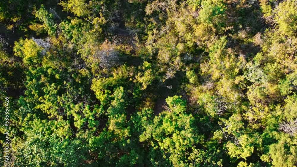 Beautiful autumn forest. Aerial view of the treetops. Beautiful autumn forest. Aerial view of the treetops.