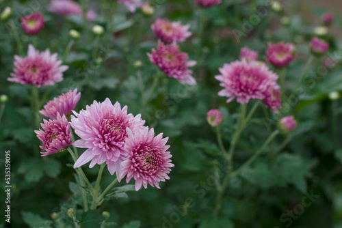 close up of pink chrysanthemums flowers in the garden