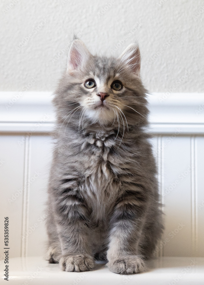 Fluffy Gray Maine Coon Kitten. Young cat with lots of fur looking upward.
