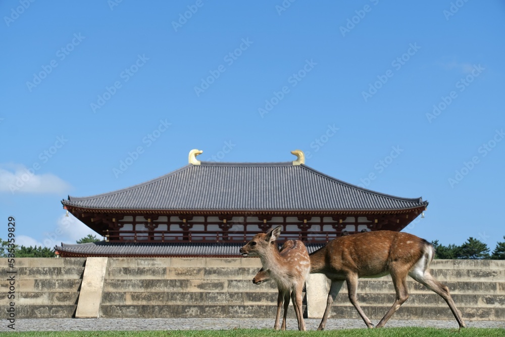 奈良公園のシカ Stock 写真 | Adobe Stock