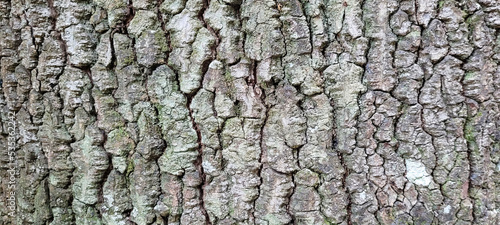 tree trunk with dark texture and abstract lines