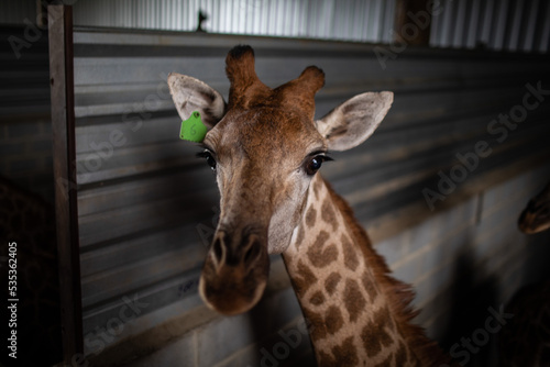 Photography giraffes in cage
