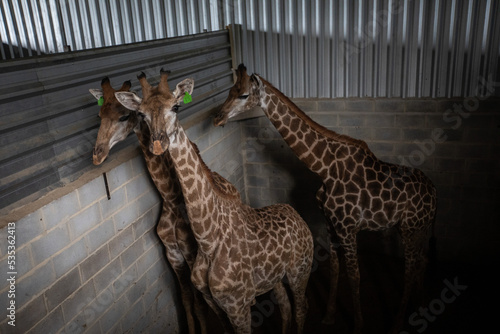 Fototapeta Naklejka Na Ścianę i Meble -  giraffes in cage