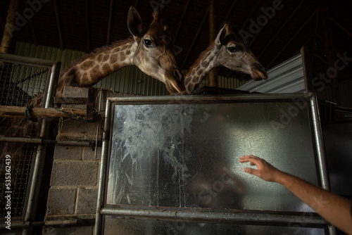 Canvas Print giraffes in cage
