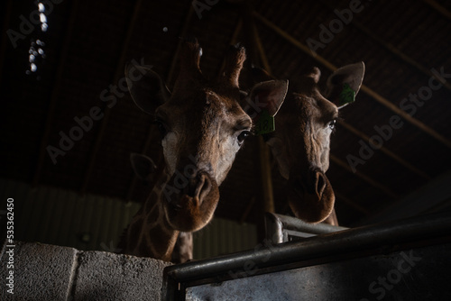 Photography giraffes in cage