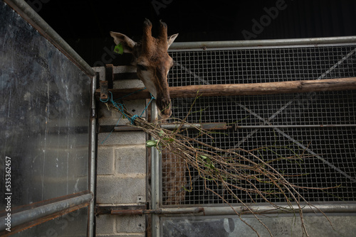 Photography giraffes in cage