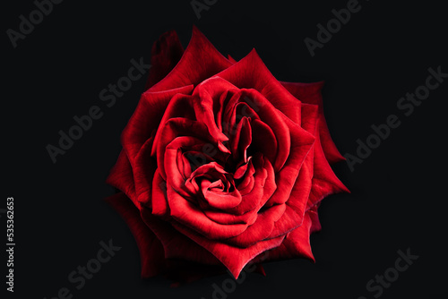 Rose flowering, opening petals on big bud. Spring, summer floral - red flower blossom on black backdrop. Nature top view. Wedding, Valentine's Day concept.