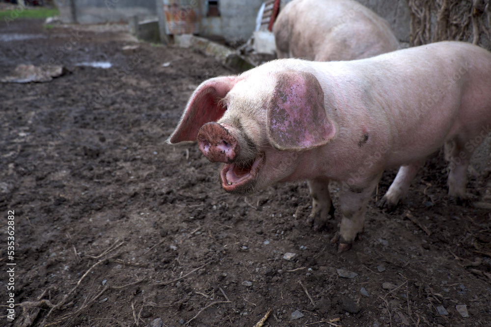 hogs pig pen Padstow Cornwall UK hogs pig pen Padstow Cornwall UK