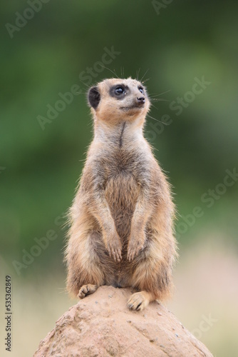 meerkat (Suricata suricatta) patrolling on stone