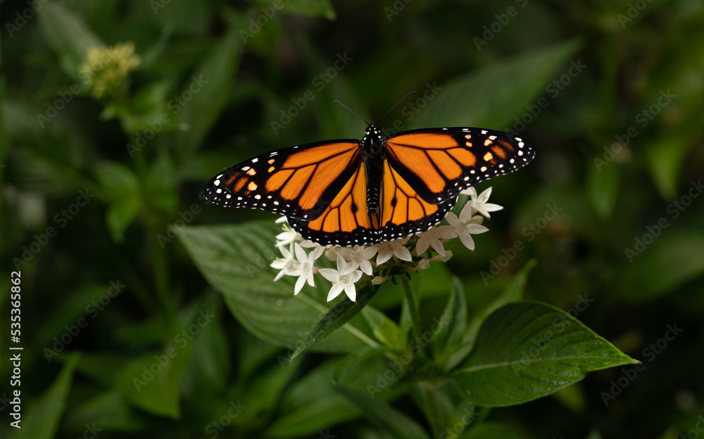 Fototapeta premium Single Monarch Butterfly Nectaring on White Penta Flowers