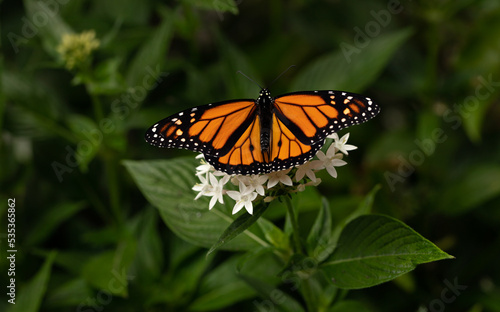 Single Monarch Butterfly Nectaring on White Penta Flowers