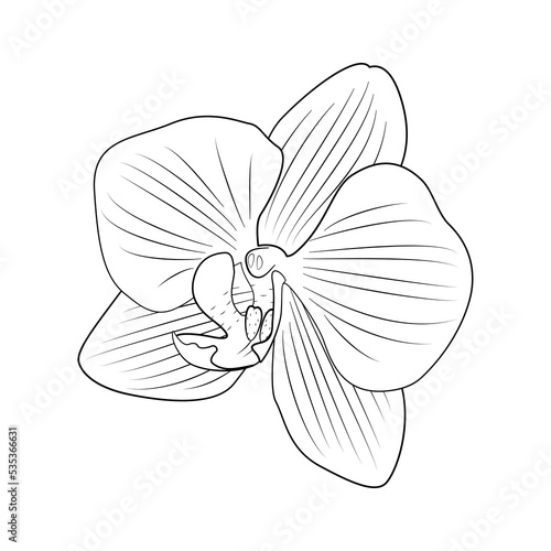 Orchidea - piękny rozwinięty kwiat. Ręcznie rysowana botaniczna wektorowa ilustracja.