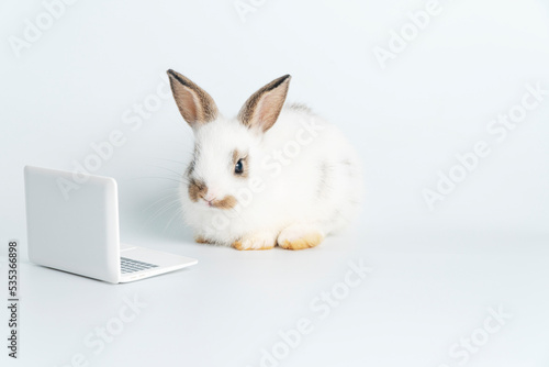 Adorable baby rabbit furry bunny looking at laptop learn something sitting over isolated white background. Little ears bunny white brown rabbit learning laptop. Easter animal education technology.