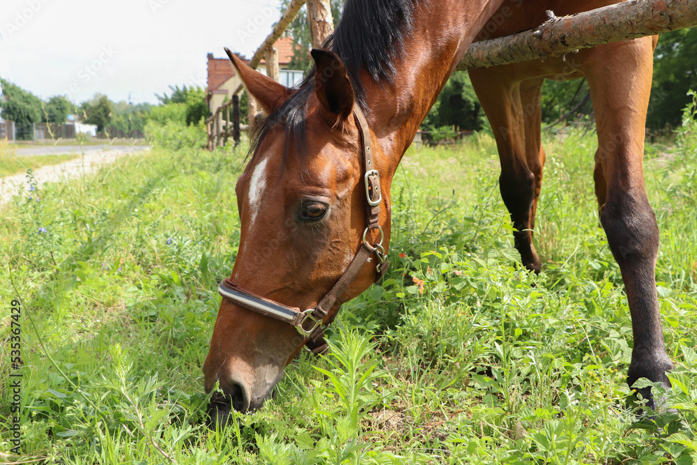 Beautiful horse grazing on green grass in paddock outdoors Beautiful horse grazing on green grass in paddock outdoors