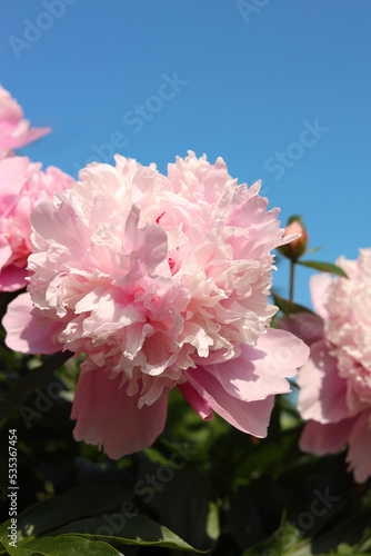 Wonderful pink peonies against sky  closeup. Space for text