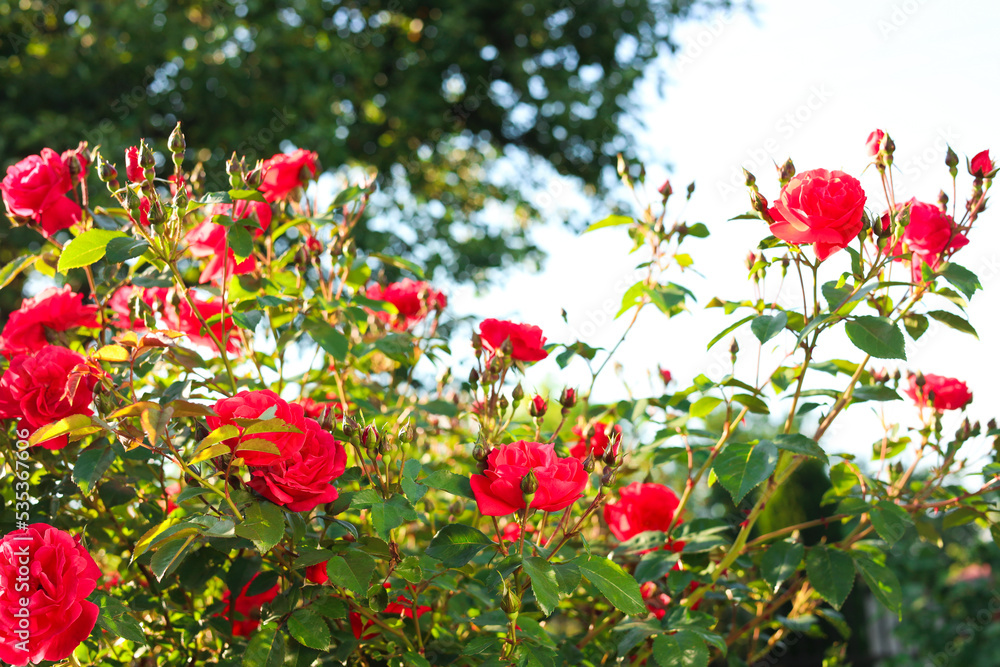 Beautiful blooming red rose bush outdoors on sunny day