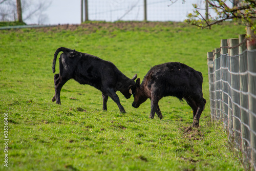 Black Angus Calves Playing