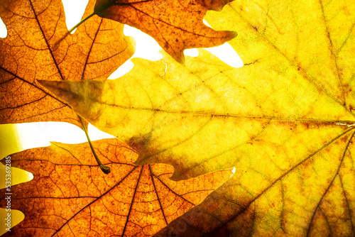 autumn yellow leaves close up background