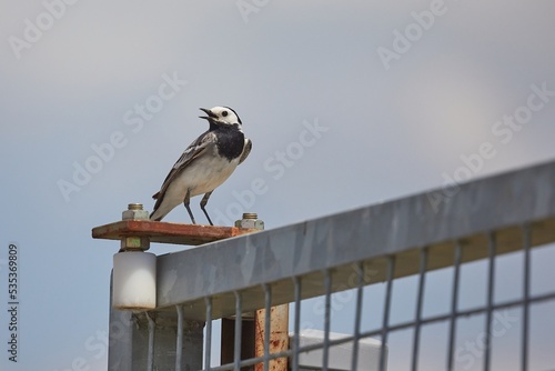 Bird on a fence photo