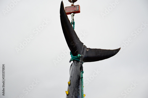 Fotografie Atlantic bluefin tuna hanging by its dark blue and silver color tail with yellow caudal finlets leading down the body of the big saltwater fish