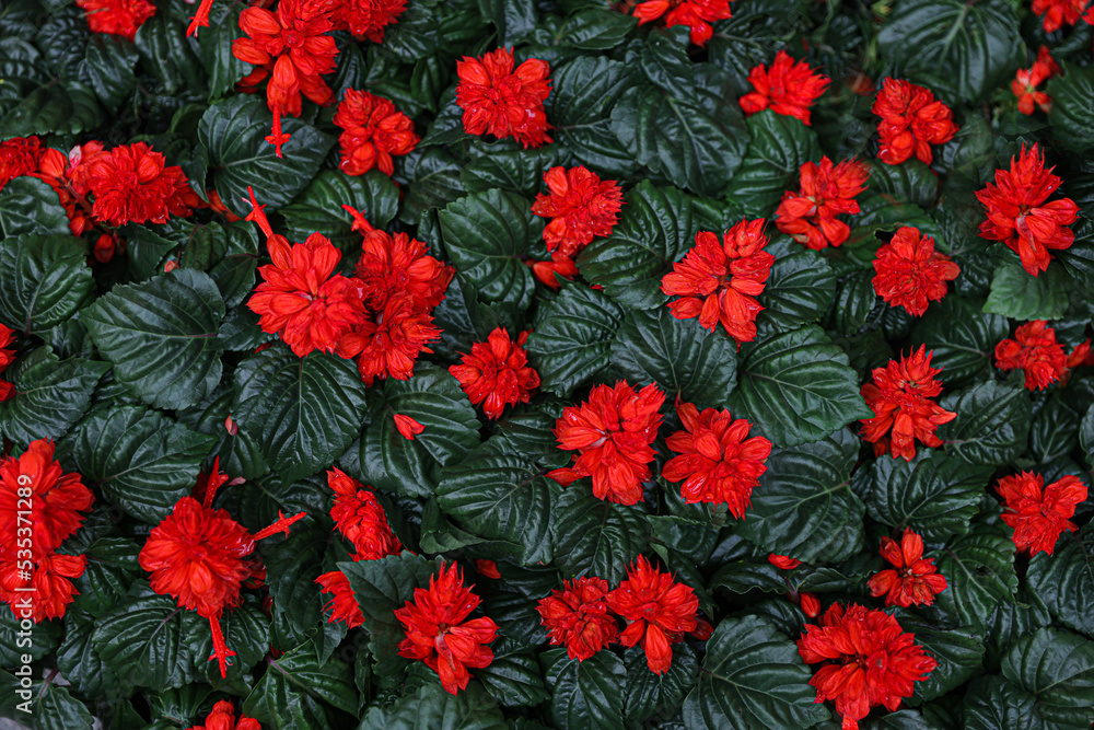 Fototapeta premium red and green leaves background