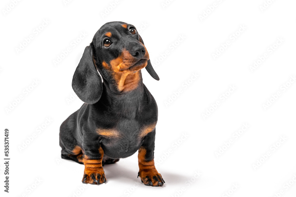 Adorable dachshund puppy stands and looks expectantly at someone isolated on white background, front view. Lovely pet came to the owner