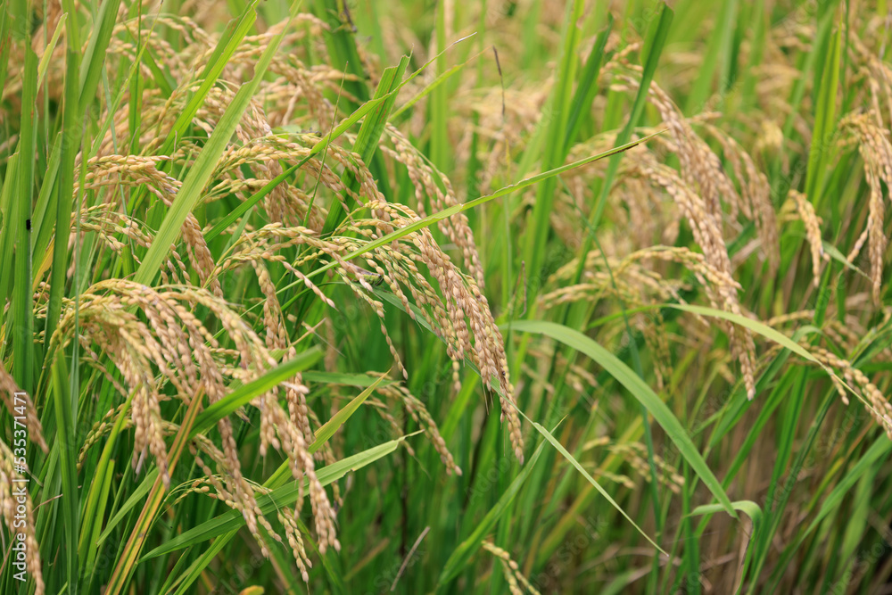 秋の実りの時期を迎えた棚田の稲