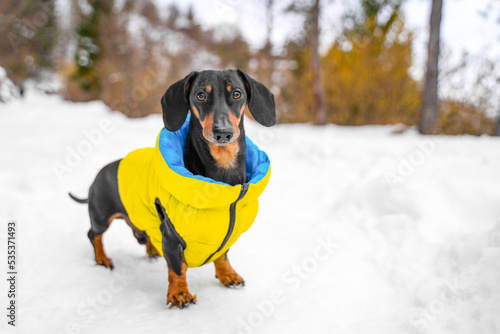 Walking with dog in winter forest. Dachshund in yellow clothes stands proudly on snowy path of trees. Hardened dog padded in down clothes stroll in cold. Family vacation in nature with pet