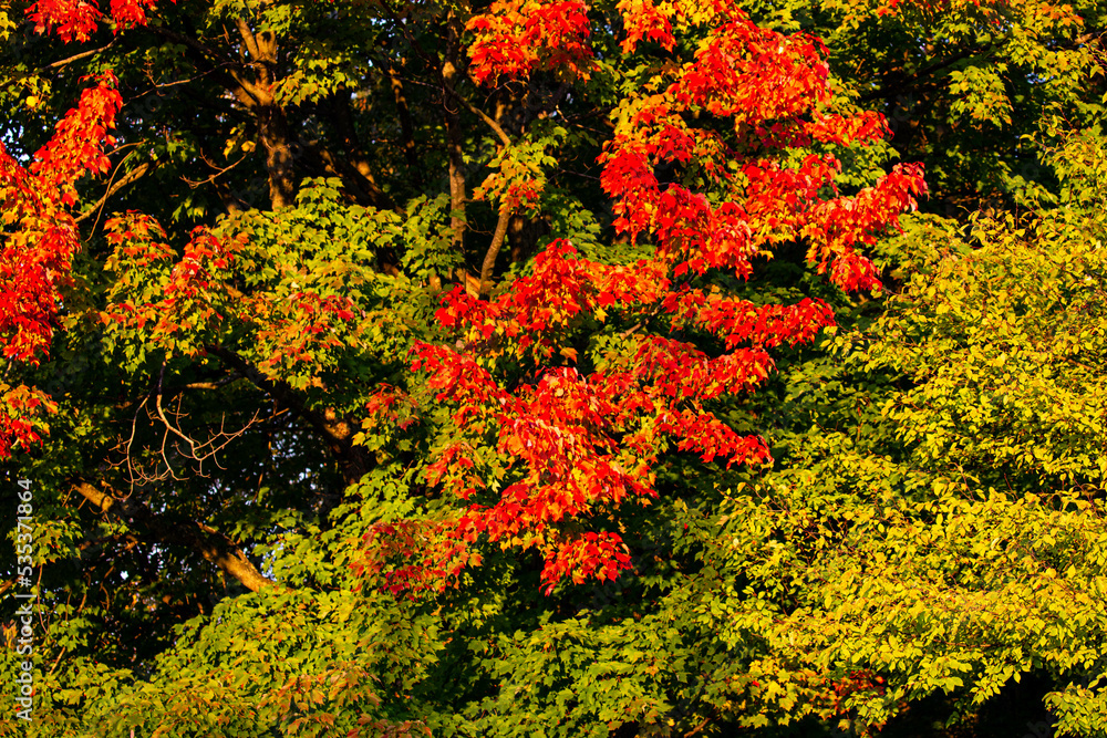 Maple tree turning red and orange in October Maple tree turning red and orange in October