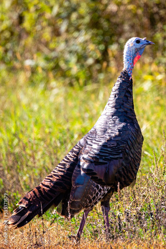 Wild Turkey (Meleagris gallopavo) close up in a Wisconsin forest
