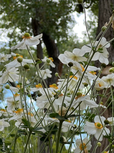 white flowers in the garden
