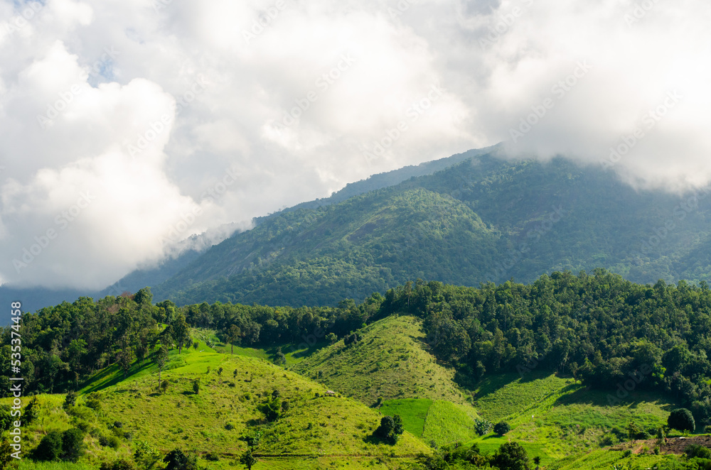 Fototapeta premium Green trees and meadow on hill with rain fog