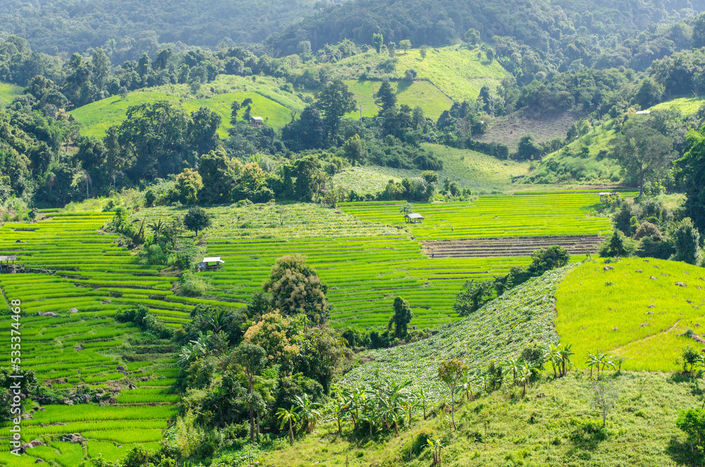 Green rice terraces in the midst of the natural forest