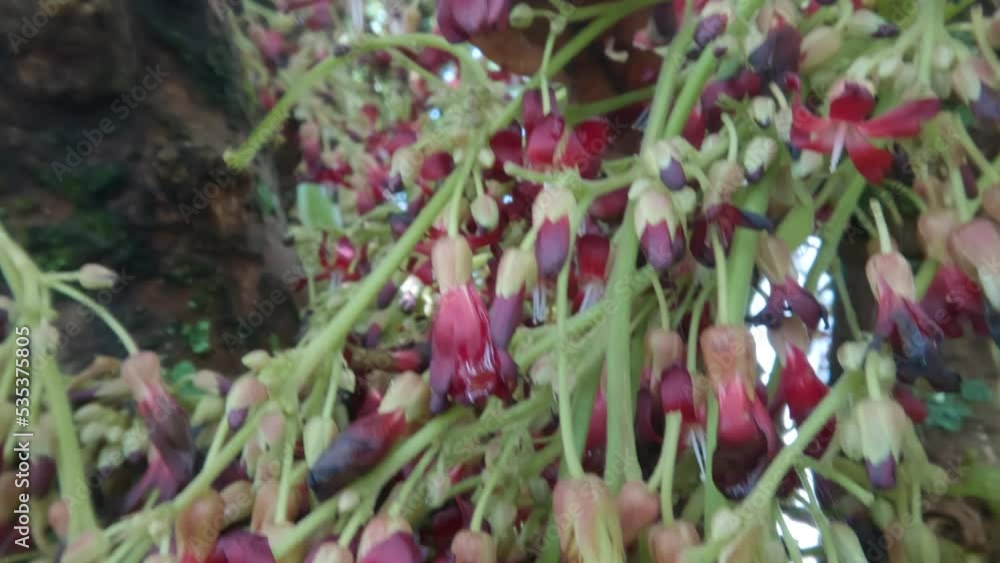 Close up of averrhoa bilimbi flower that is blooming in the form of a bell with a dominant red colour Close up of averrhoa bilimbi flower that is blooming in the form of a bell with a dominant red colour