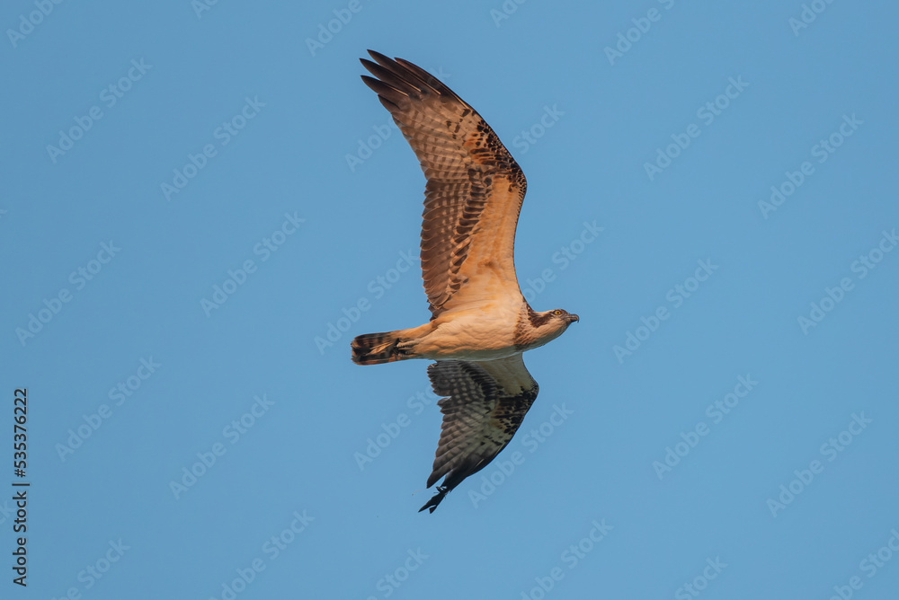 Obraz premium 朝陽を浴びながら飛翔するミサゴ