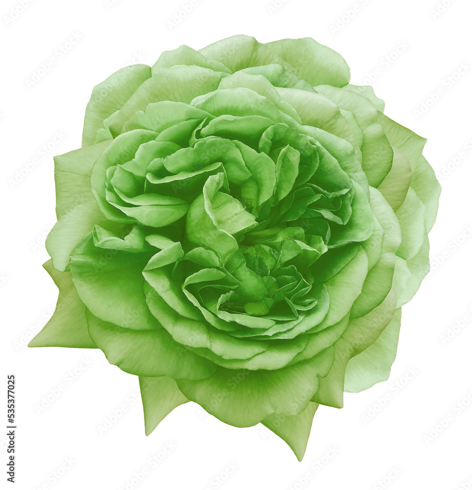 Obraz premium Green rose flower isolated on white background with clipping path. Closeup. For design. Nature.
