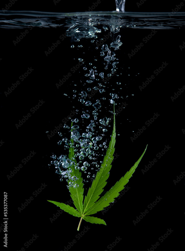 Obraz premium Cannabis leaf, marijuana leaf in water on black