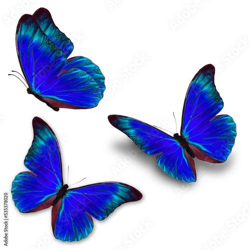 three colorful butterfly isolated on white background.
