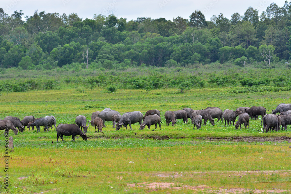 Thai buffalo