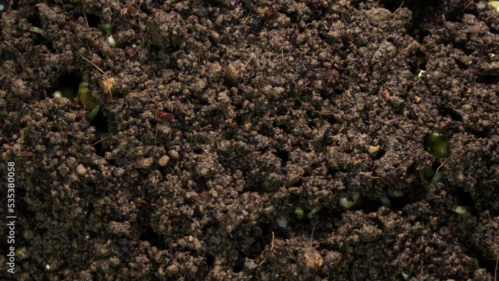 bean seeds sprouting from soil timelapse bean seeds sprouting from soil timelapse