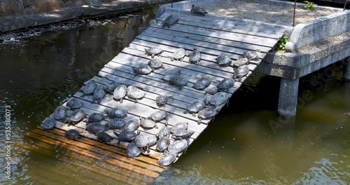 Turtles on wooden floor at the turtle pond in Shitenno-ji, Osaka, Japan. photo