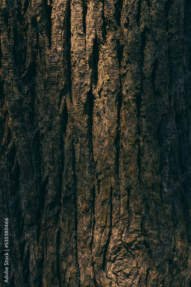 Obraz premium dark bark texture