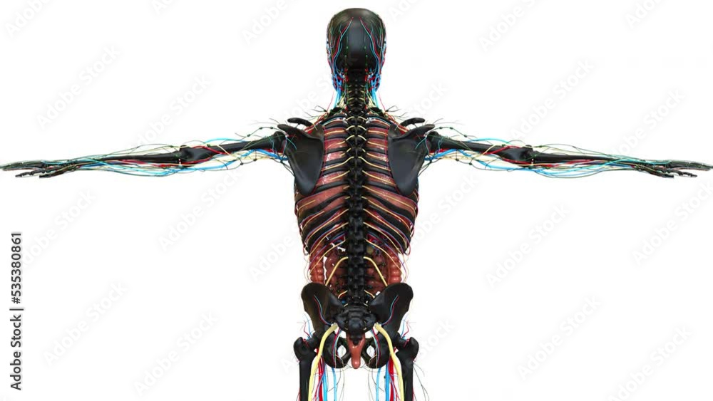 Human Internal Organs Anatomy Animation Concept Stock Video | Adobe Stock