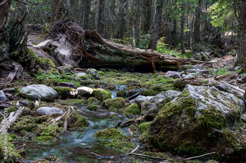 Running glacier melt water in a shallow stream along the Trail of Cedars path to Avalanche Lake in Glacier National Park