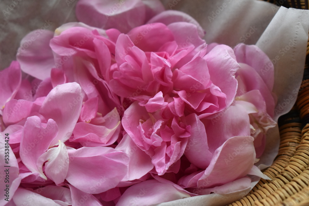 Rose petals in a basket. Freshly picked damask rose petals.