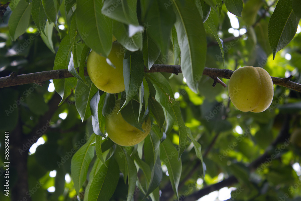 It is a tree where peach fruits grow.