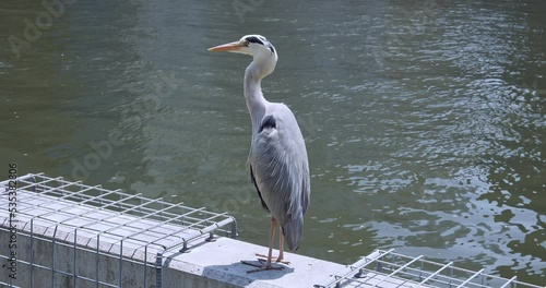 The closeup Ardeidae in Tosaborigawa River in the city of Osaka. The bird in footage is preening itself photo