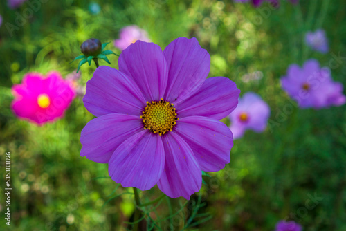 cosmos flower in the garden